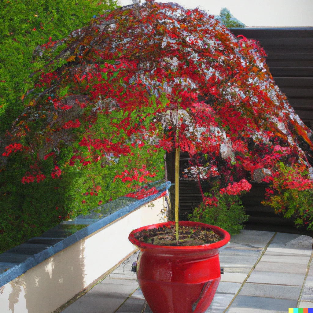 red illawarra flower seeds