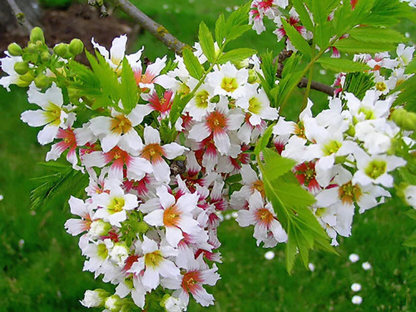 yellowhorn xanthoceras flower seeds