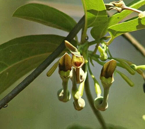aristolochia indica flower seeds