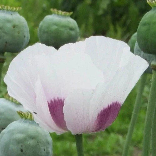 over czech flower seeds