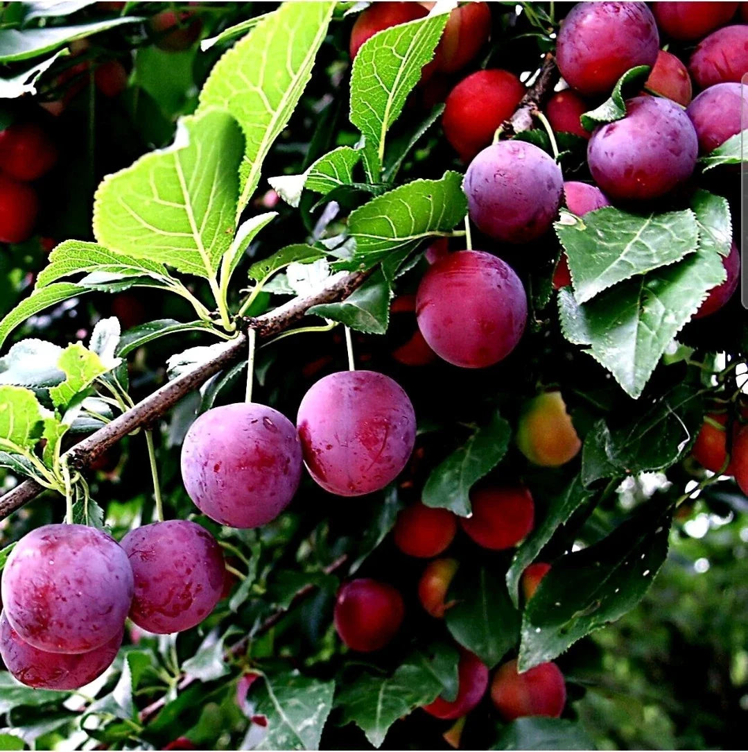 pound prunus flower seeds
