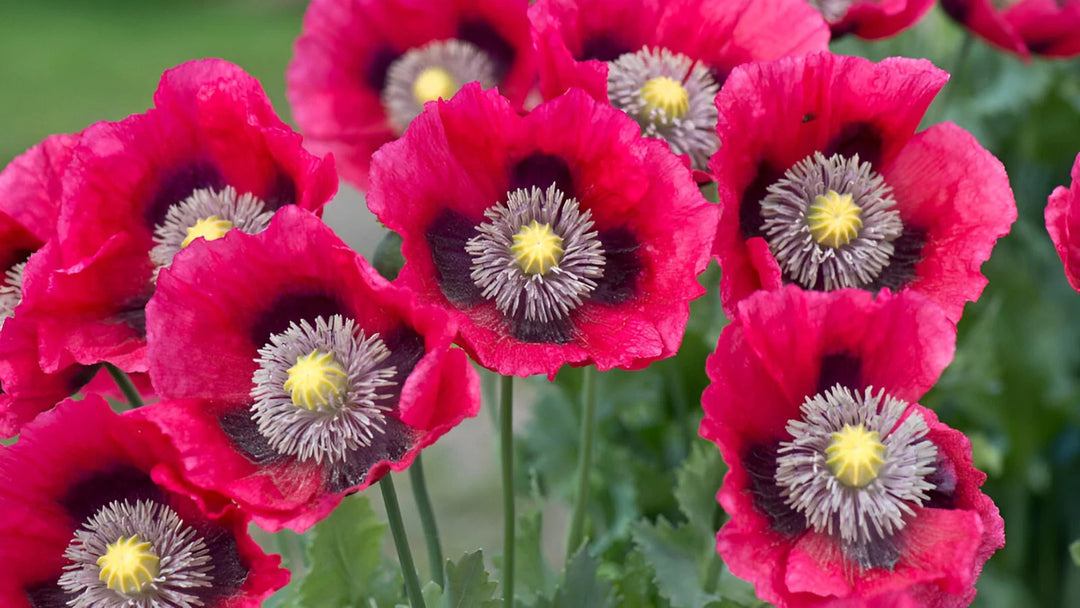 pink purple flower seeds