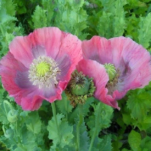 red purple flower seeds
