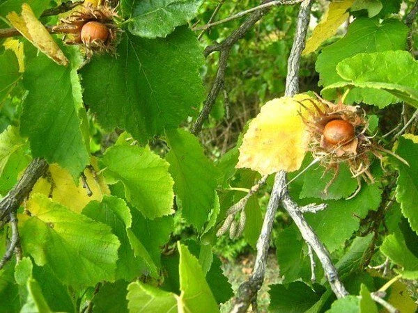 corylus colurna flower seeds