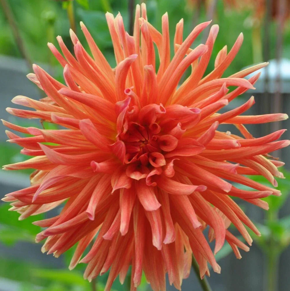 cactus double flower seeds