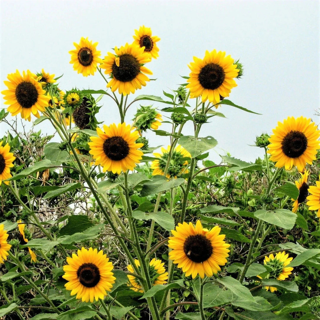 yellow sunflower flower seeds