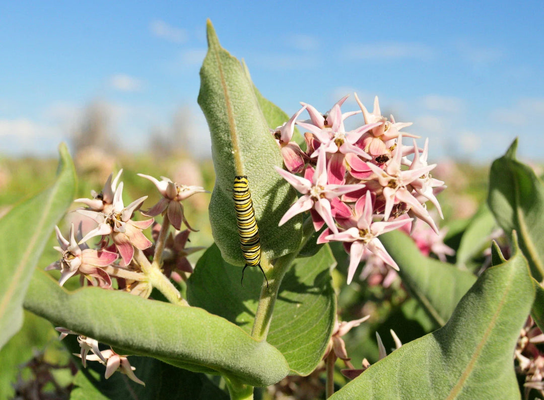 showy milkweed flower seeds
