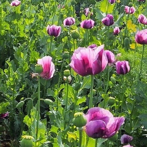 turkish imported flower seeds