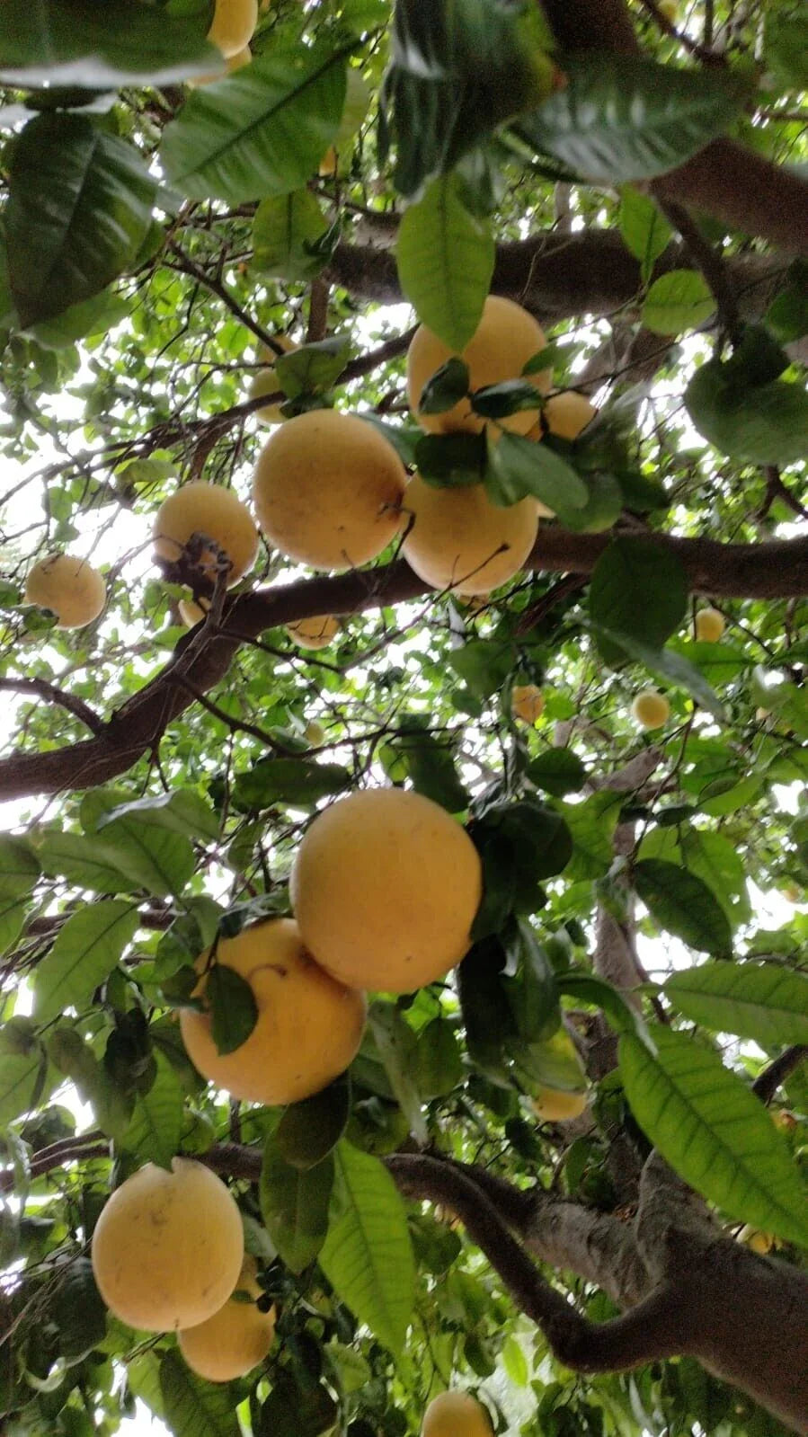 grapefruit citrus flower seeds