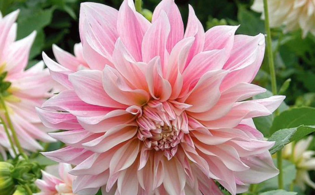 cafe au flower seeds