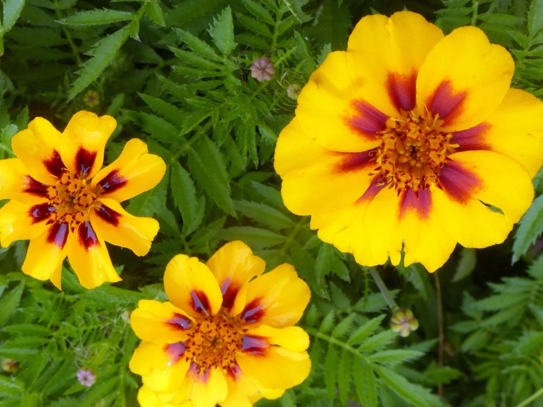 french marigold flower seeds