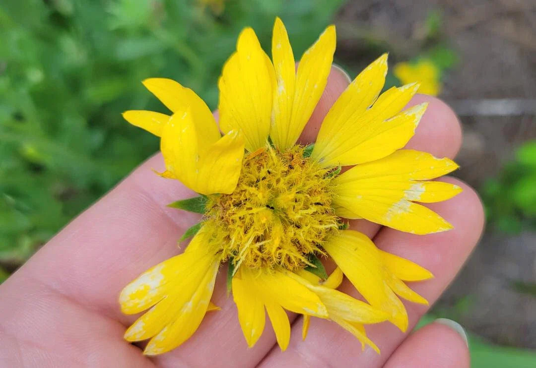 yellow blanket flower seeds
