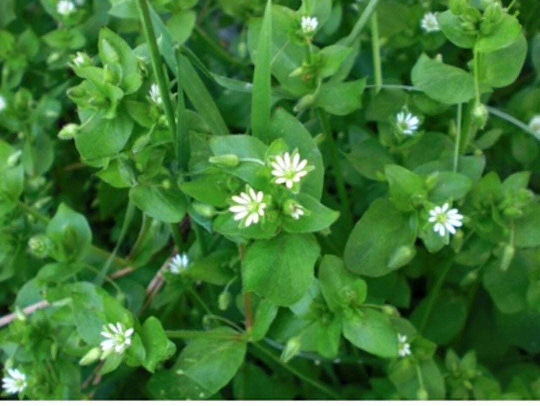 stellaria media flower seeds