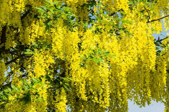 golden chain flower seeds
