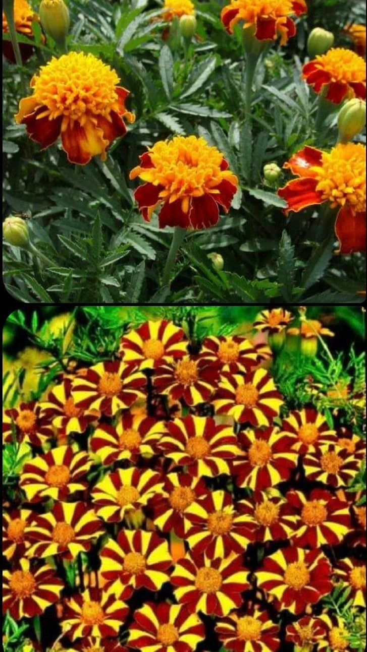 french marigold flower seeds