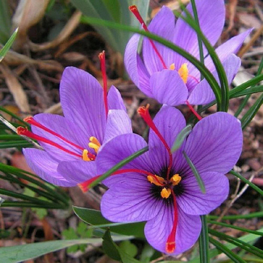 saffron spice flower seeds
