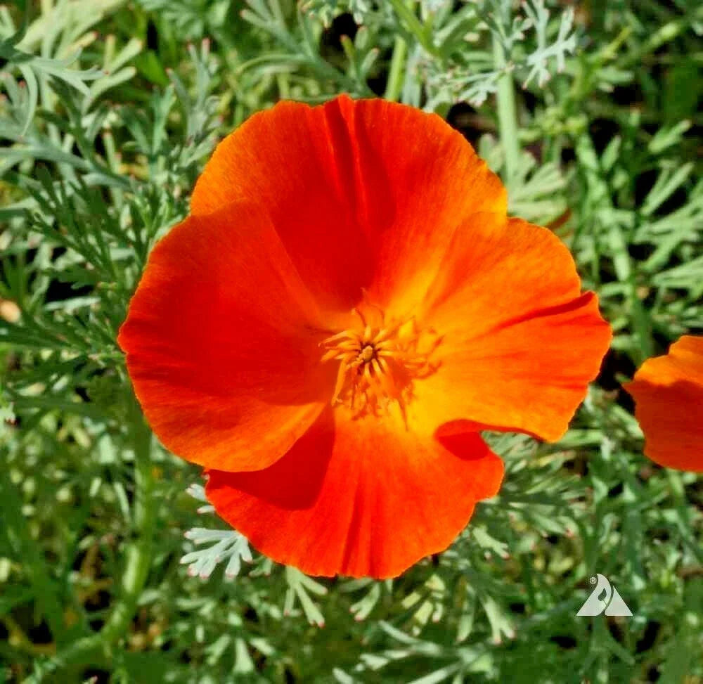 mikado california flower seeds