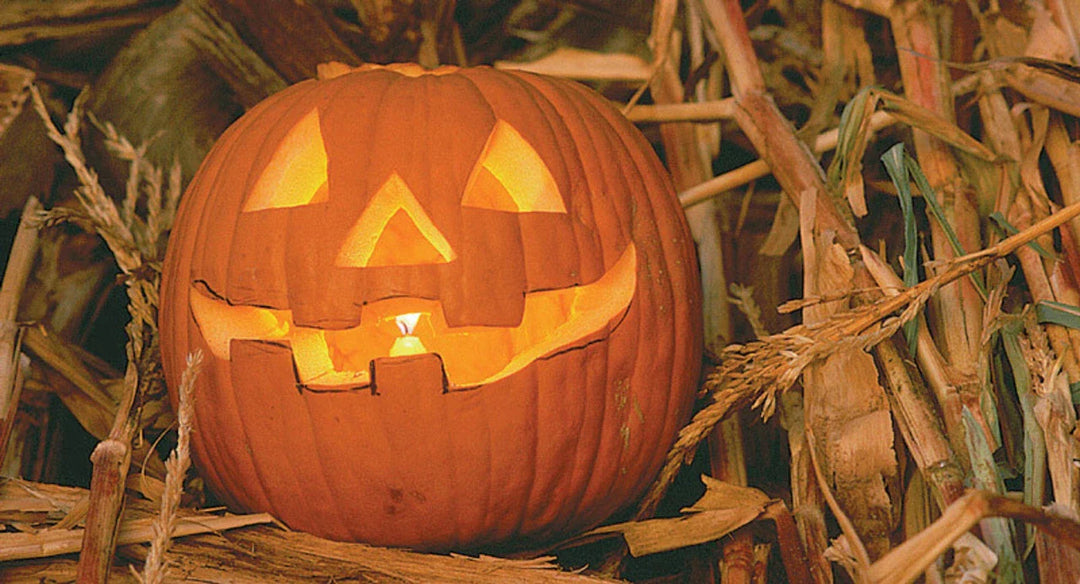 jack o flower seeds