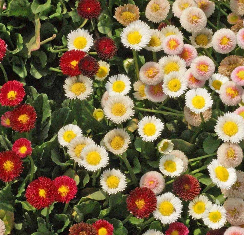 daisy english flower seeds