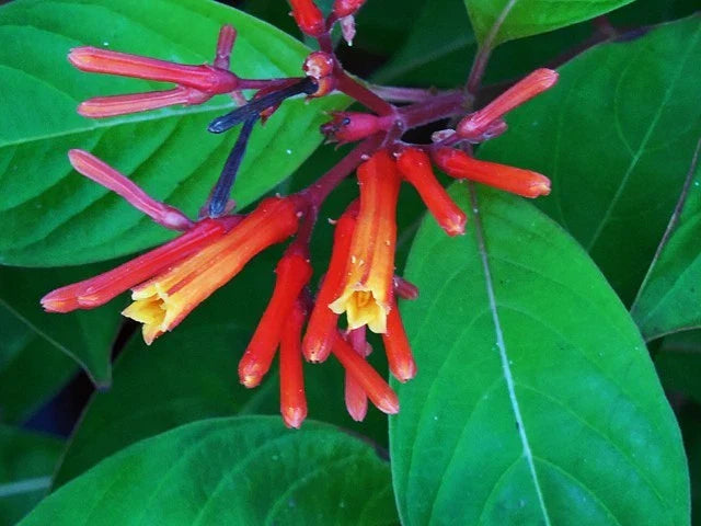 florida native flower seeds