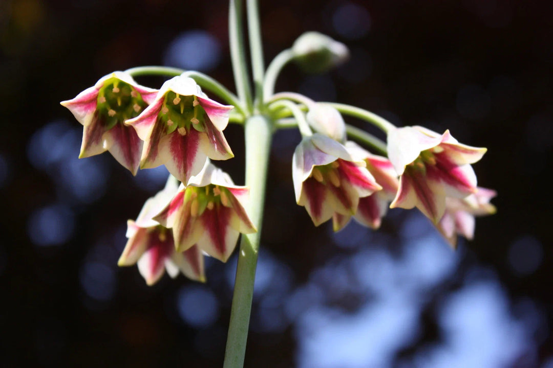 honey garlic flower seeds