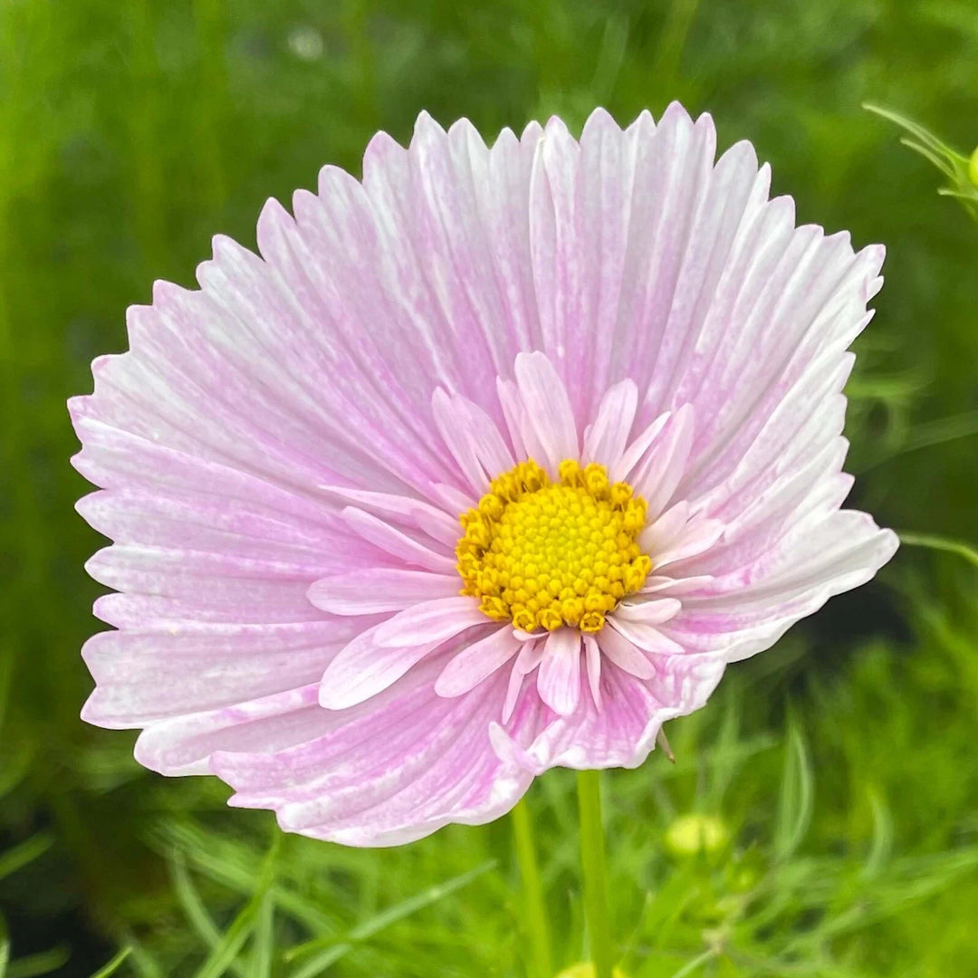 cosmos cupcake flower seeds