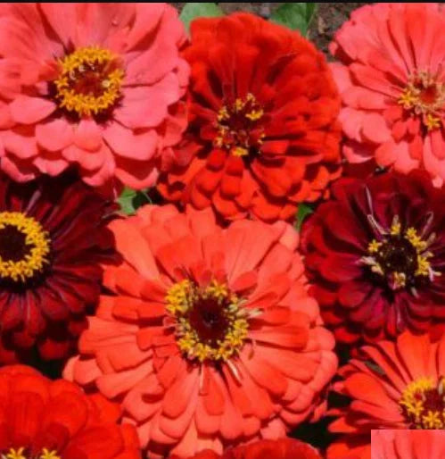 zinnia berry flower seeds
