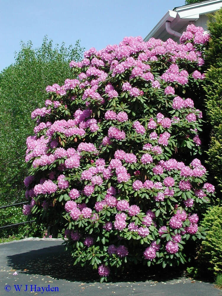 rosebay rhododendron flower seeds
