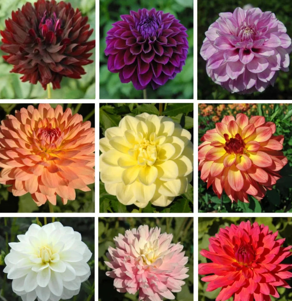 cut collection flower seeds