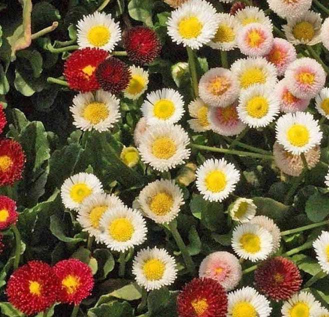 english daisy flower seeds