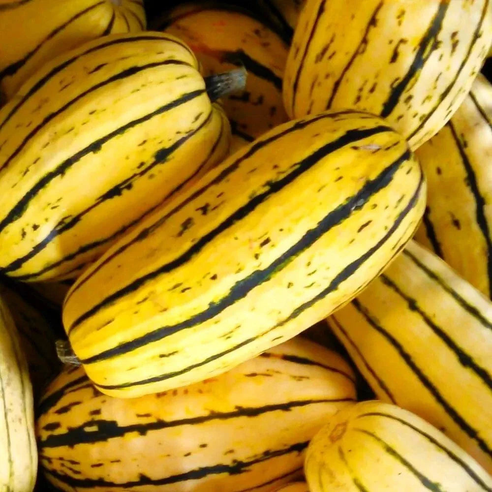 delicata squash flower seeds