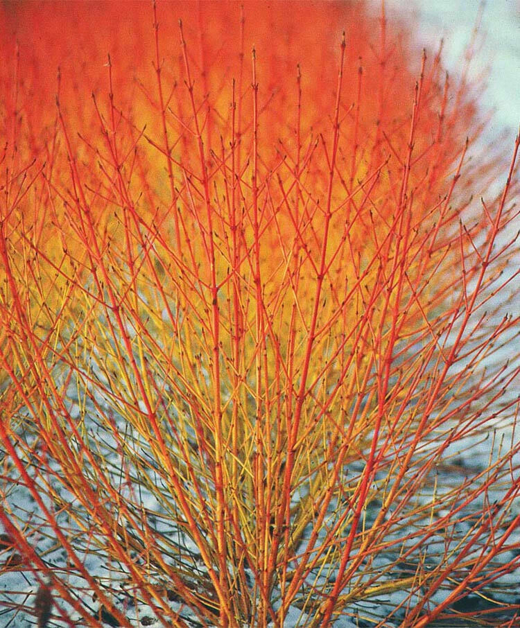 red winter flower seeds