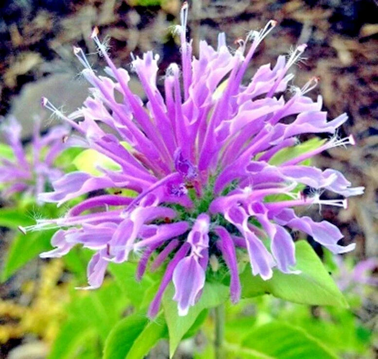bee balm flower seeds