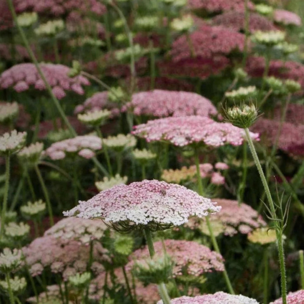 queen anne flower seeds