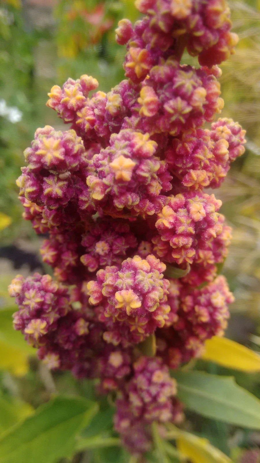 chenopodium quinoa flower seeds