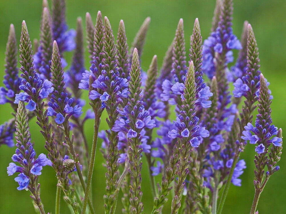 blue vervain flower seeds