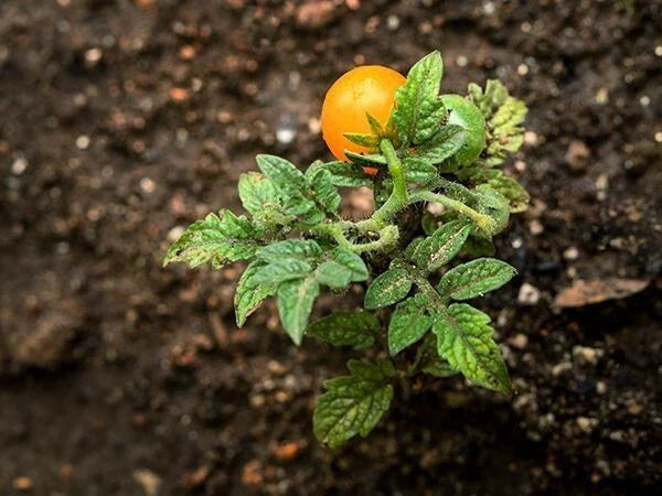 orange yellow flower seeds
