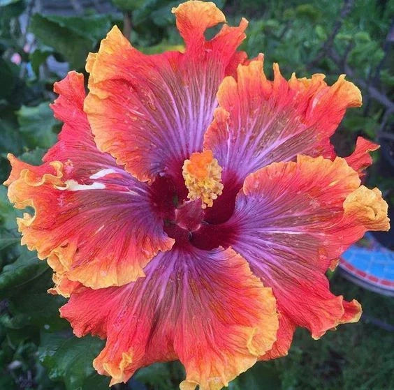 purple orange flower seeds