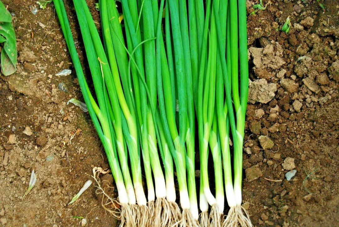 green japanese flower seeds