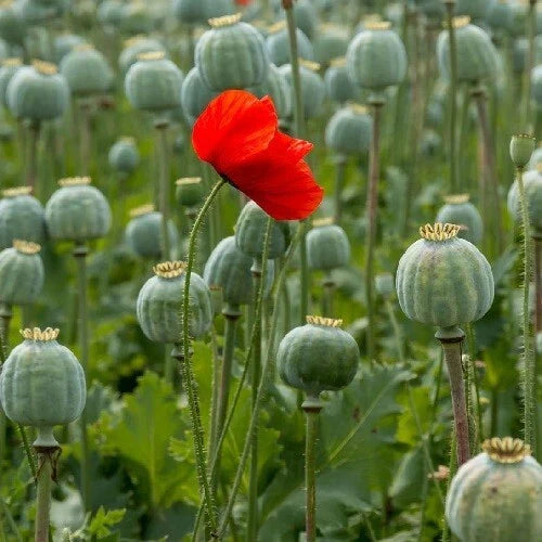 red flanders flower seeds