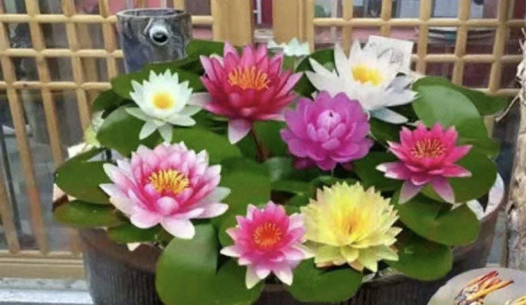 mixed color flower seeds