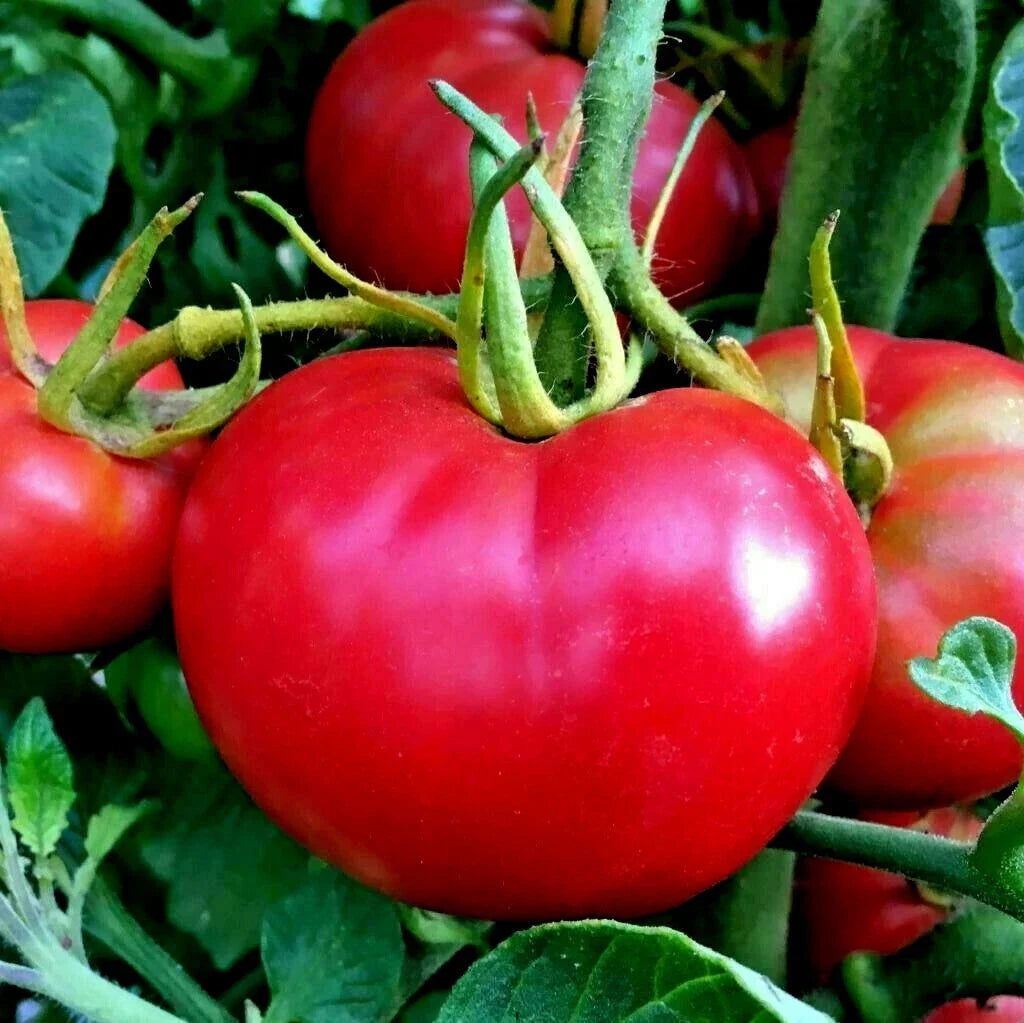 bradley bush flower seeds