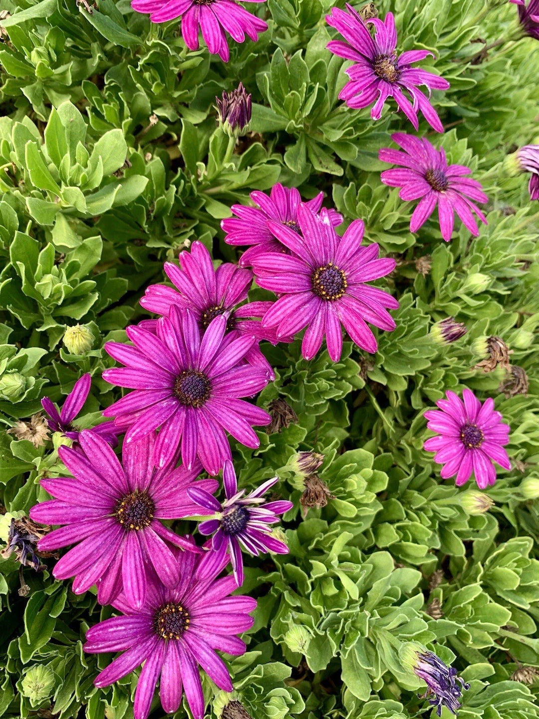 purple bright flower seeds