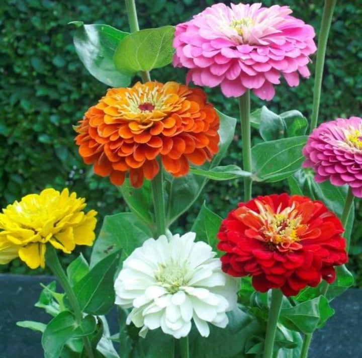zinnia elegans flower seeds