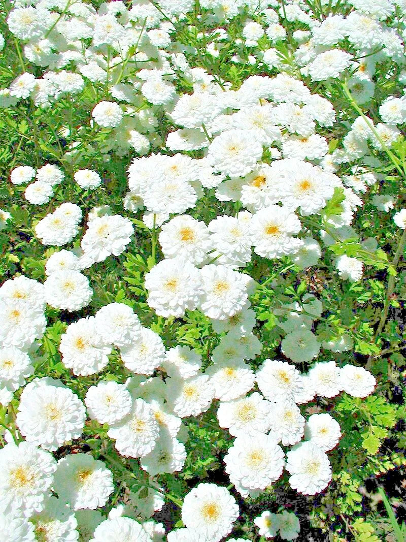 feverfew snowball flower seeds