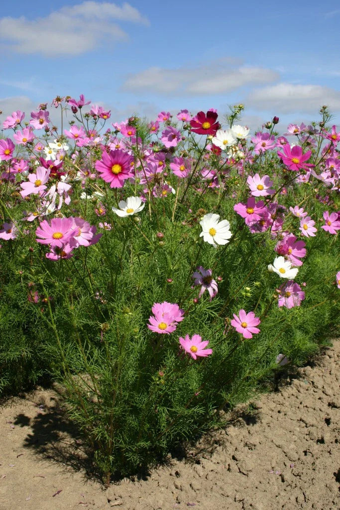 cosmos sensational flower seeds