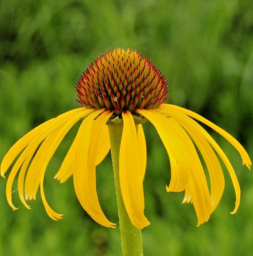 yellow coneflower flower seeds