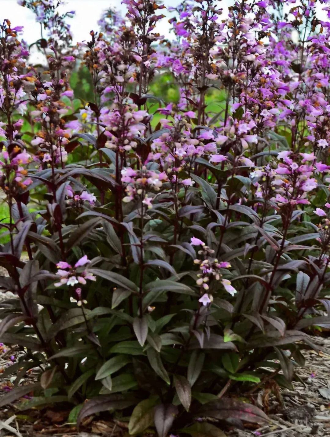 beardtongue dark flower seeds