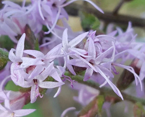bluffs gayfeather flower seeds