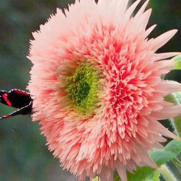 pink pink flower seeds